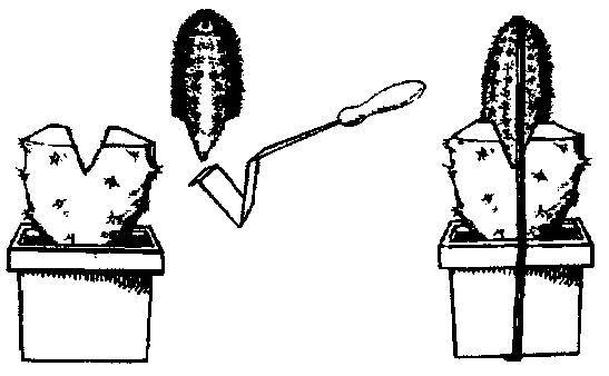 Культура кактусов - _180.jpg