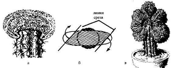 Культура кактусов - _181.jpg