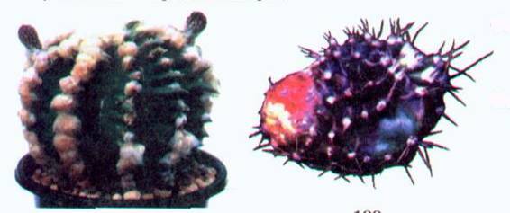 Культура кактусов - _182.jpg