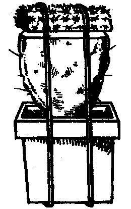 Культура кактусов - _183.jpg