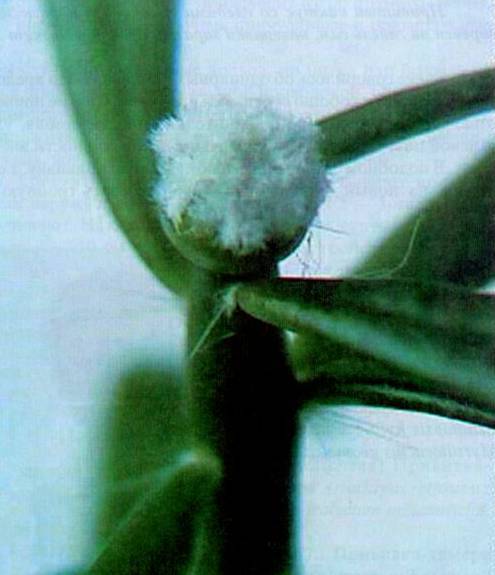 Культура кактусов - _185.jpg