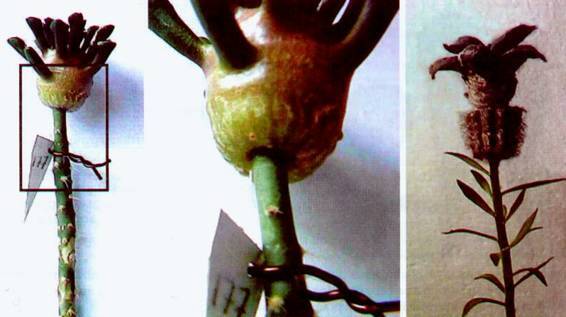 Культура кактусов - _186.jpg