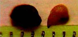 Культура кактусов - _187.jpg