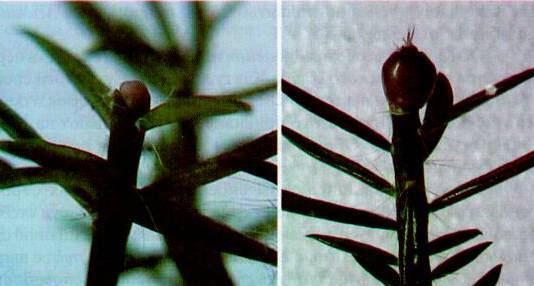 Культура кактусов - _188.jpg