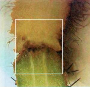 Культура кактусов - _192.jpg