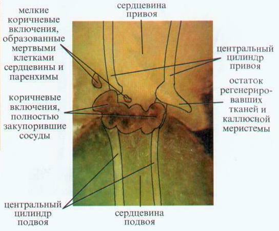 Культура кактусов - _193.jpg
