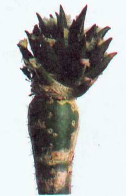 Культура кактусов - _194.jpg