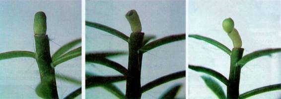 Культура кактусов - _209.jpg