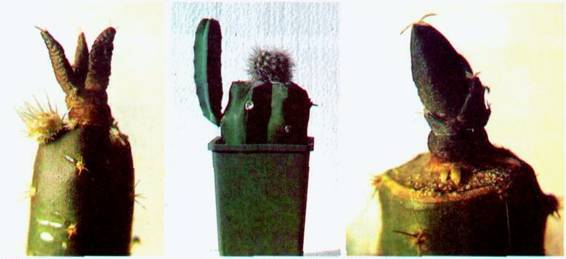 Культура кактусов - _210.jpg