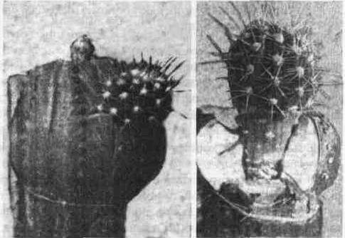 Культура кактусов - _211.jpg