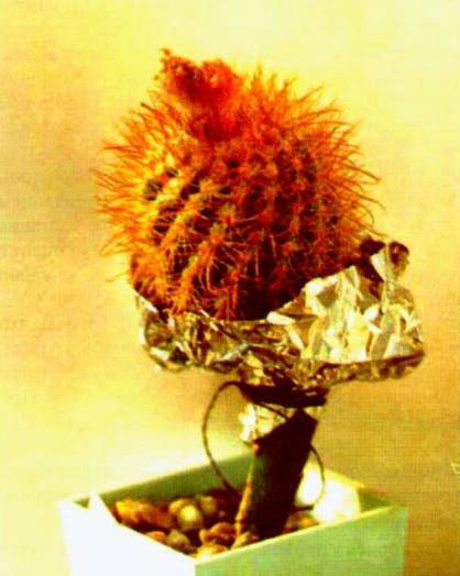 Культура кактусов - _212.jpg