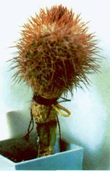 Культура кактусов - _216.jpg