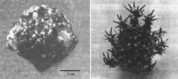 Культура кактусов - _221.jpg