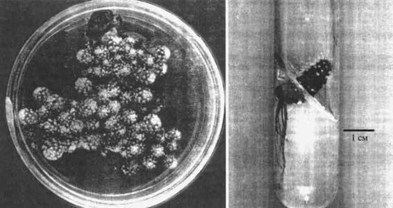 Культура кактусов - _222.jpg