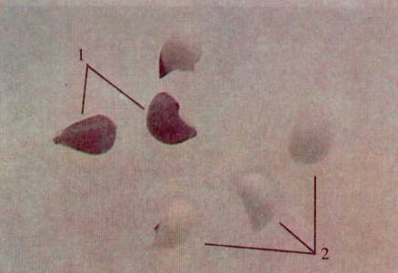 Культура кактусов - _224.jpg