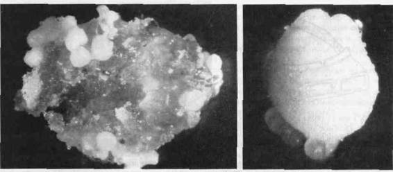 Культура кактусов - _225.jpg