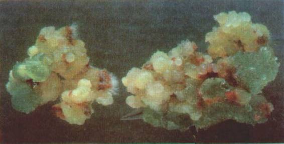 Культура кактусов - _227.jpg