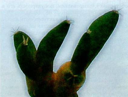 Культура кактусов - _229.jpg