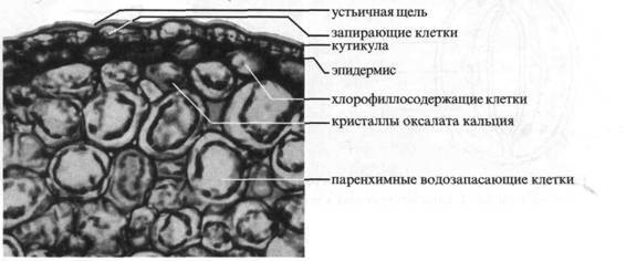 Культура кактусов - _23.jpg