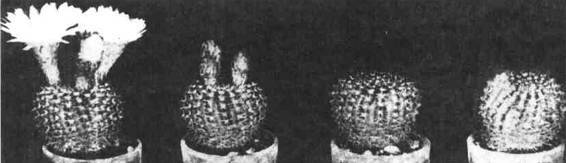 Культура кактусов - _231.jpg