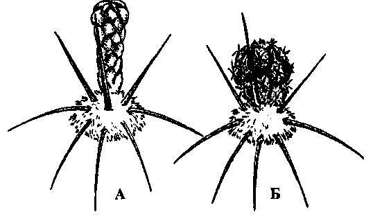 Культура кактусов - _232.jpg