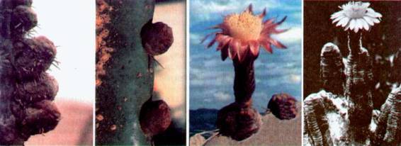 Культура кактусов - _233.jpg