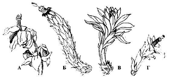 Культура кактусов - _235.jpg
