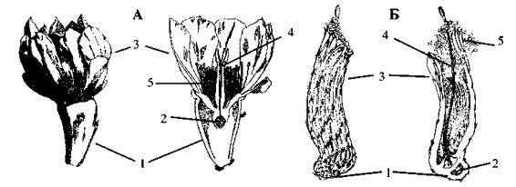 Культура кактусов - _236.jpg