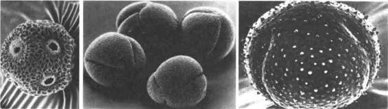 Культура кактусов - _238.jpg