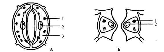 Культура кактусов - _24.jpg