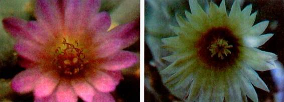 Культура кактусов - _240.jpg