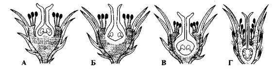 Культура кактусов - _241.jpg