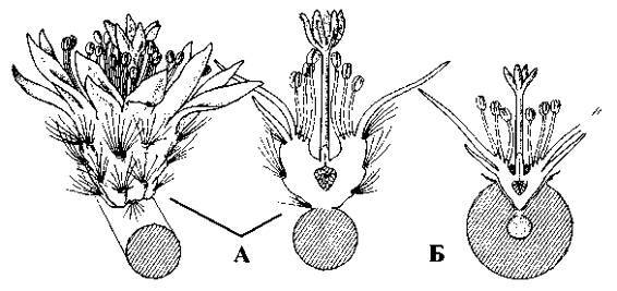 Культура кактусов - _242.jpg