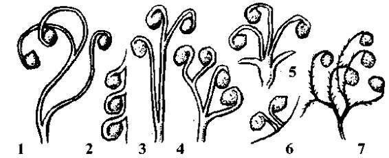 Культура кактусов - _243.jpg