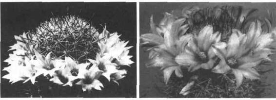 Культура кактусов - _244.jpg