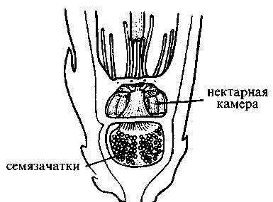 Культура кактусов - _245.jpg