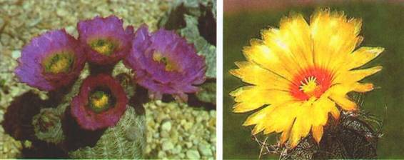 Культура кактусов - _247.jpg