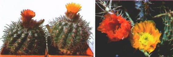 Культура кактусов - _248.jpg