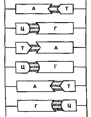 Культура кактусов - _249.jpg