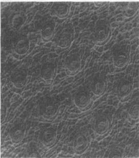 Культура кактусов - _25.jpg