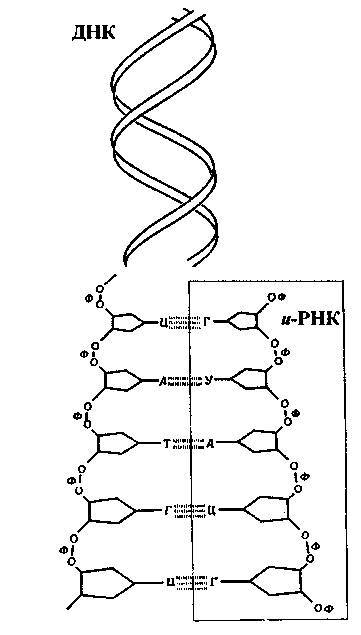 Культура кактусов - _250.jpg