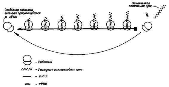 Культура кактусов - _252.jpg
