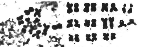 Культура кактусов - _254.jpg