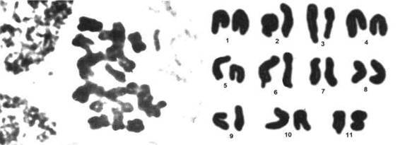 Культура кактусов - _255.jpg