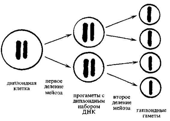 Культура кактусов - _258.jpg
