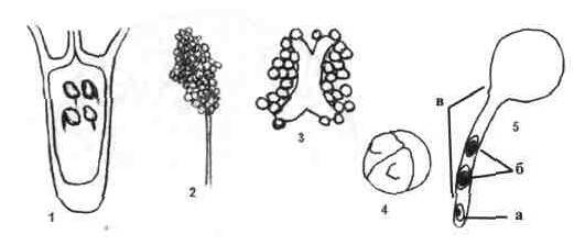 Культура кактусов - _259.jpg