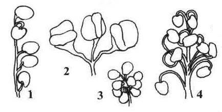 Культура кактусов - _260.jpg