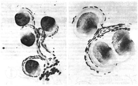 Культура кактусов - _261.jpg