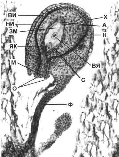 Культура кактусов - _262.jpg