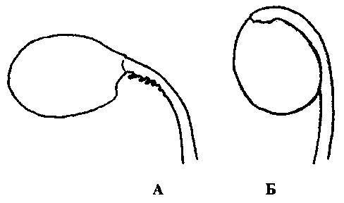 Культура кактусов - _264.jpg